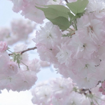 印台福瑞交流群